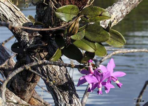  Orchideen des Amazonas: Ein visueller Leckerbissen für die Seele und ein Leitfaden für den ambitionierten Gärtner